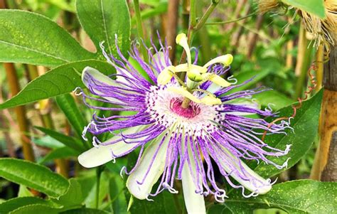 what does passionflower herb do